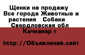 Щенки на продажу - Все города Животные и растения » Собаки   . Свердловская обл.,Качканар г.